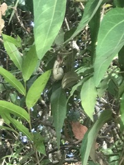 Aristolochia chamissonis