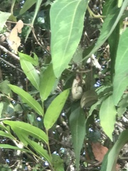 Aristolochia chamissonis