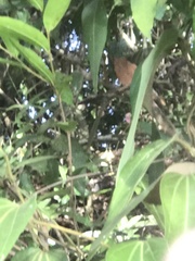 Aristolochia chamissonis