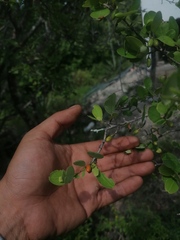 Sideroxylon celastrinum