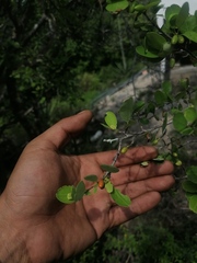 Sideroxylon celastrinum