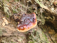 Ganoderma carnosum