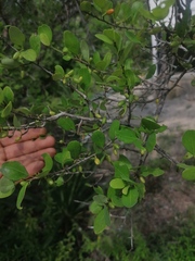 Sideroxylon celastrinum