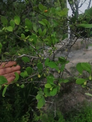 Sideroxylon celastrinum