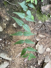 Eupatorium tashiroi