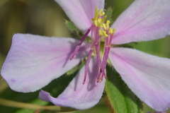 Chaetogastra rufipilis