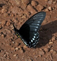 Battus polystictus polystictus
