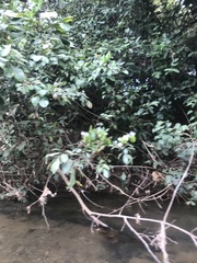 Parides burchellanus