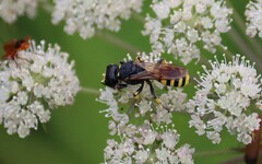 Ectemnius lapidarius