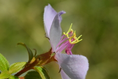 Chaetogastra rufipilis