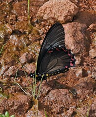 Battus polystictus polystictus