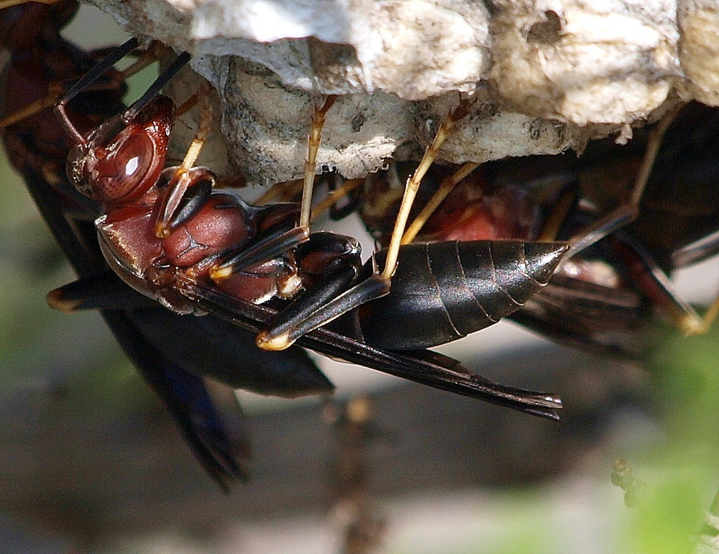 metric-paper-wasp-from-dallas-tx-usa-on-august-26-2014-at-10-37-am