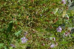 Chaetogastra rufipilis