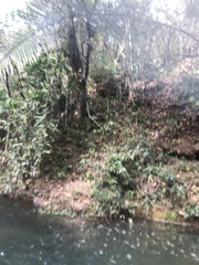 Parides burchellanus