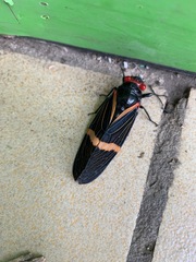 Vittagaeana paviei