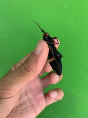 Vittagaeana paviei