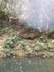 Parides burchellanus