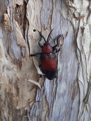 Coraliomela aeneoplagiata