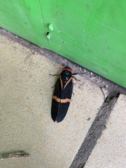 Vittagaeana paviei