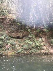 Parides burchellanus