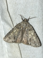 Acronicta immodica