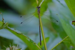 Lestes forcipatus