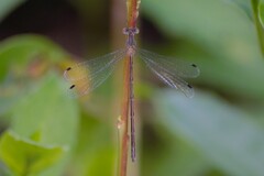 Lestes forcipatus