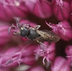 Hylaeus