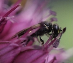 Hylaeus
