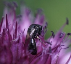 Hylaeus
