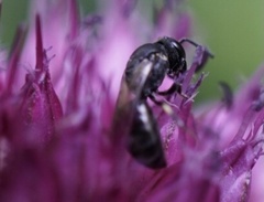 Hylaeus