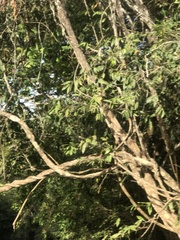 Parides burchellanus