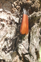 Stenelytrana emarginata