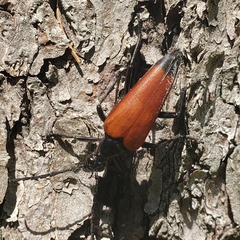Stenelytrana emarginata