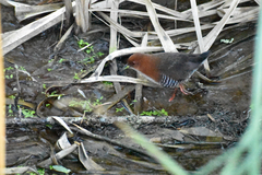 Laterallus leucopyrrhus