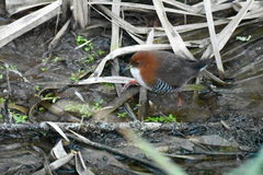 Laterallus leucopyrrhus