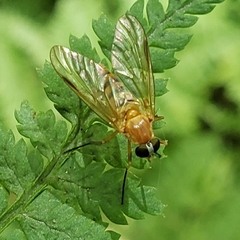 Rhagio hirtus