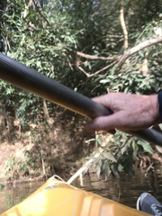 Parides burchellanus