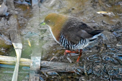 Laterallus leucopyrrhus