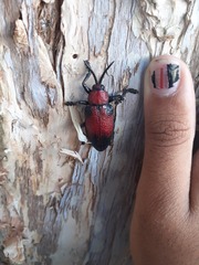 Coraliomela aeneoplagiata