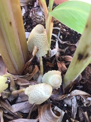 Leucocoprinus tricolor