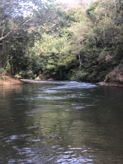 Parides burchellanus