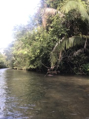 Parides burchellanus