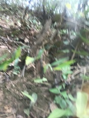 Parides burchellanus