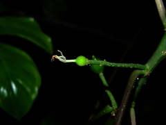 Vasconcellea microcarpa