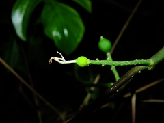 Vasconcellea microcarpa