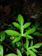 Vasconcellea microcarpa
