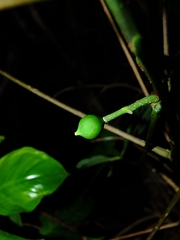 Vasconcellea microcarpa