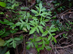 Vasconcellea microcarpa