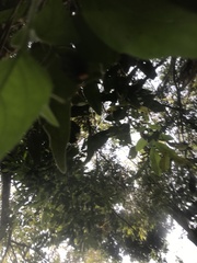 Parides burchellanus